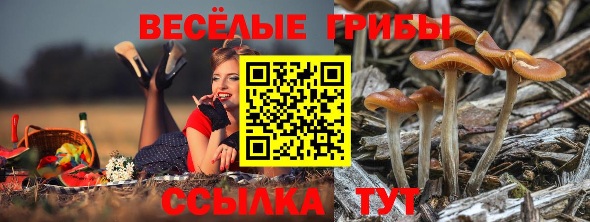 Галлюциногенные грибы Psilocybe Южно-Сахалинск